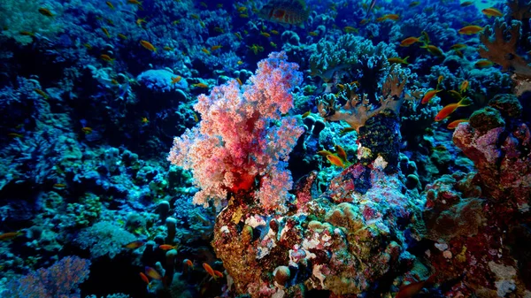Underwater photo of a beautiful drop off wall and colorful soft corals. From a scuba dive in the Red sea in Egypt