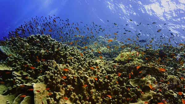 Photo Sous Marine Récif Corallien Une Plongée Sous Marine Dans — Photo