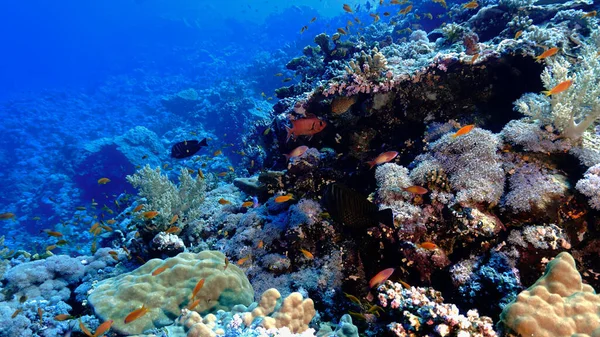 Foto Subacquea Una Barriera Corallina Immersione Nel Mar Rosso Egitto — Foto Stock