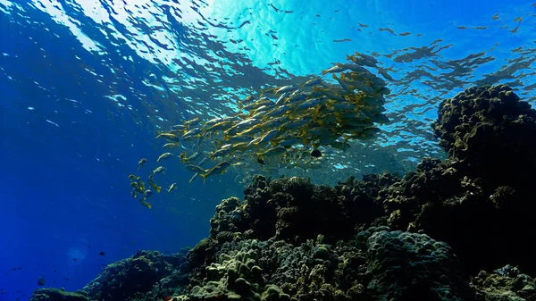 Foto Submarina Una Escuela Peces Arrecife Coral Desde Una Inmersión — Foto de Stock