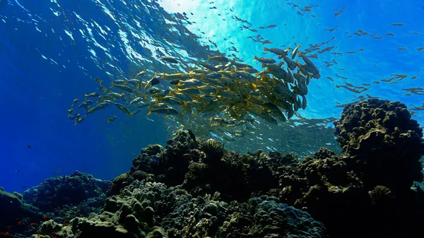 在珊瑚礁下面的一群鱼的照片 从埃及红海的潜水中跳出来的 — 图库照片