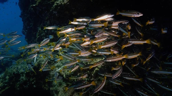 Foto Submarina Escuela Peces Yellow Snappers Arrecife Coral Desde Una — Foto de Stock