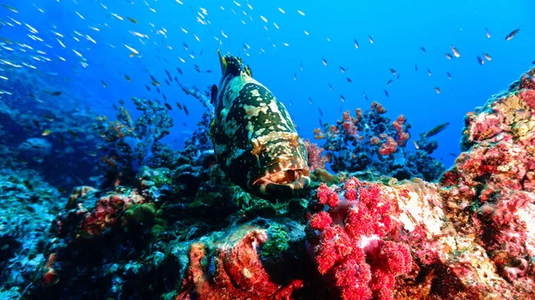 Υποβρύχια Και Κοντά Φωτογραφία Του Brown Marble Grouper Ψάρι Κοραλλιογενή — Φωτογραφία Αρχείου