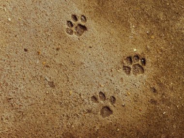 Kedi adımları yere basar. Arka plan için beton dokusu. Soyut renk taşları.