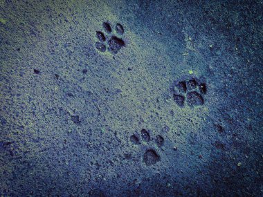 Kedi adımları yere basar. Arka plan için beton dokusu. Soyut renk taşları.