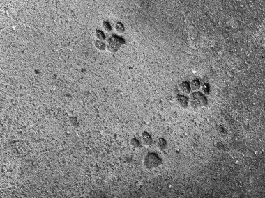 Kedi adımları yere basar. Arka plan için beton dokusu. Soyut renk taşları.