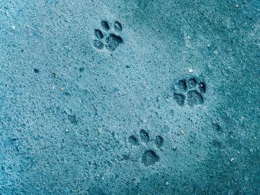 Kedi adımları yere basar. Arka plan için beton dokusu. Soyut renk taşları.