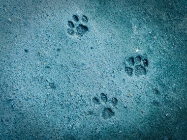 Kedi adımları yere basar. Arka plan için beton dokusu. Soyut renk taşları.