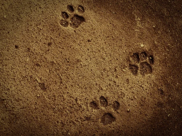 stock image Cat foot steps at the ground. Concrete texture for background. Stones in abstract color.