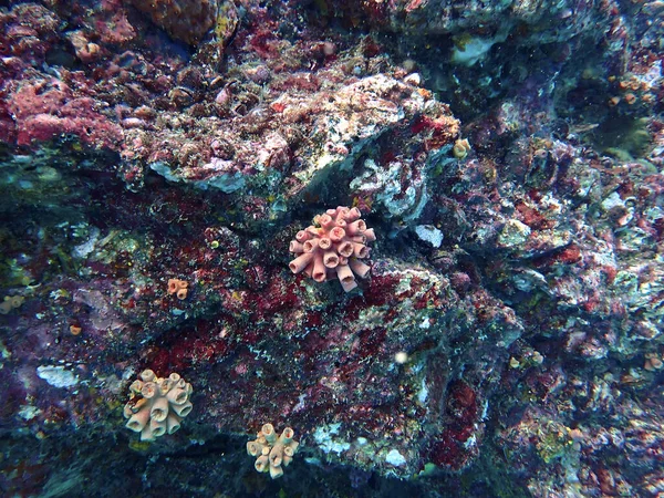 Underwater Photo Beautiful Colorful Soft Corals Scuba Dive Thailand — Stock Photo, Image
