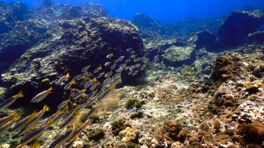 Mercan kayalıklarında ışık huzmelerinde balık sürüsünün sualtı fotoğrafı.