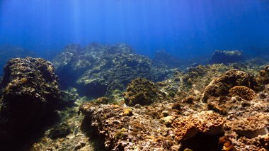 Mercan kayalıklarında ışık huzmelerinde balık sürüsünün sualtı fotoğrafı.
