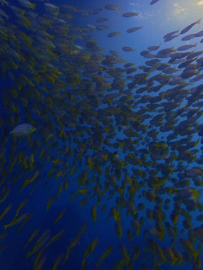 Büyük balık sürüsünün sanatsal sualtı fotoğrafı. Mavi renkli balıklar.