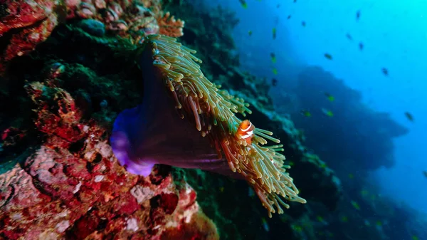 stock image Underwater photo of clownfish and anemones at a coral reef