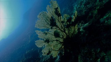 Büyük ve güzel bir gorgonyan mercanının resifteki sualtı fotoğrafı.