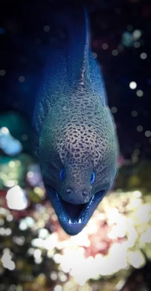 Underwater Close Photo Moray Eel Its Face — Stock Photo, Image