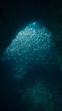 Güzel mavi ışıklarla dolu bir mağaranın içindeki balık sürüsünün sualtı fotoğrafından..