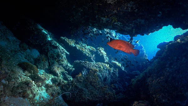 Underwater photo from a scuba dive inside caves and tunnels with rays of light. Red coral Grouper fish.