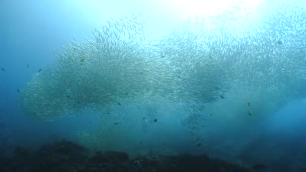Flying Dream Schools Fish Underwater Underwater Videoclip Huge Schools Fish — Stock Video