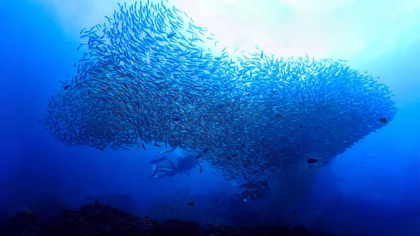 Underwater Photo Huge School Fish Yellow Snappers Coral Reef — Zdjęcie stockowe