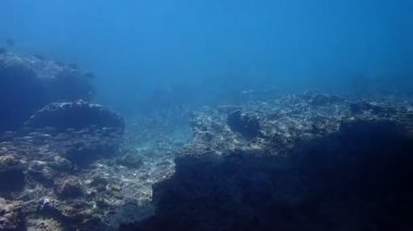 Mercan resiflerinde gezinen Blacktip resif köpekbalığının su altı videosu. Tayland 'daki bir dalıştan..