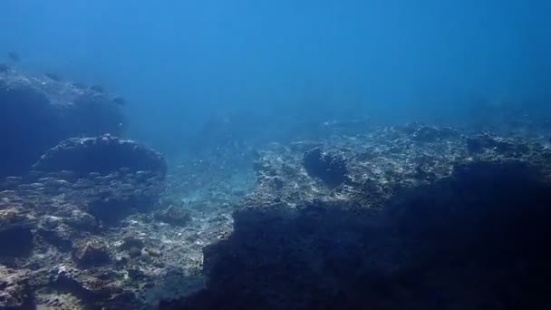 Onderwater Videoclip Van Een Blacktip Reef Shark Cruisen Bij Een — Stockvideo