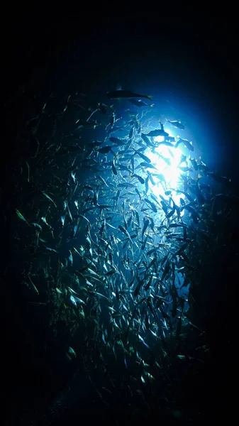 Underwater photo from a scuba dive of school of fish inside a cave with beautiful blue light