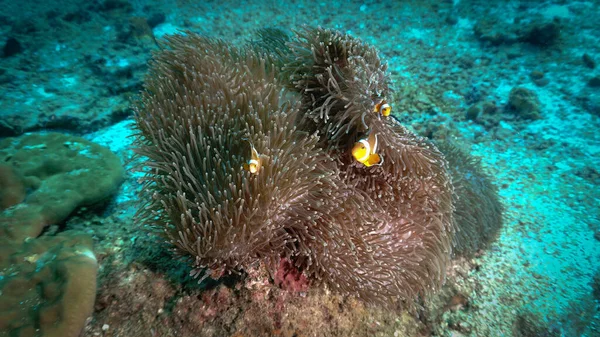 Underwater Photo Clown Fish Anemone Coral Reef —  Fotos de Stock