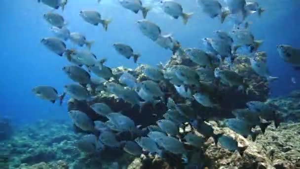 Víz Alatti Videoklip Halakról Egy Korallzátonynál Kék Tengerben Egy Thaiföldi — Stock videók