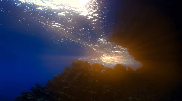 Artistic underwater photo of magic landscape in rays of sunlight.