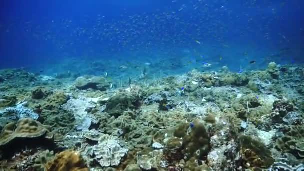Videoclipe Subaquático Peixes Recife Coral Mar Azul Mergulho Tailândia — Vídeo de Stock