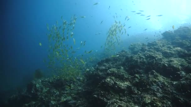 Videoclip Submarino Peces Arrecife Coral Mar Azul Desde Una Inmersión — Vídeos de Stock