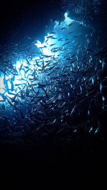 Güzel mavi ışıklarla dolu bir mağaranın içindeki balık sürüsünün sualtı fotoğrafından..