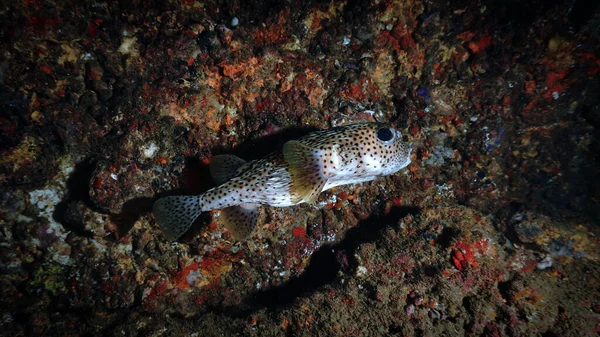 Подводное Фото Рыбы Фугу Внутри Пещеры — стоковое фото