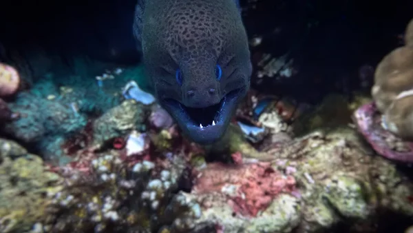 Underwater Close Photo Smiling Moray Eel — Stok fotoğraf