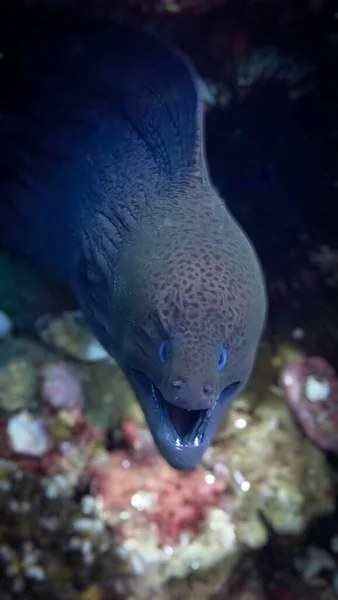 Underwater Close Photo Smiling Moray Eel — Stock Photo, Image