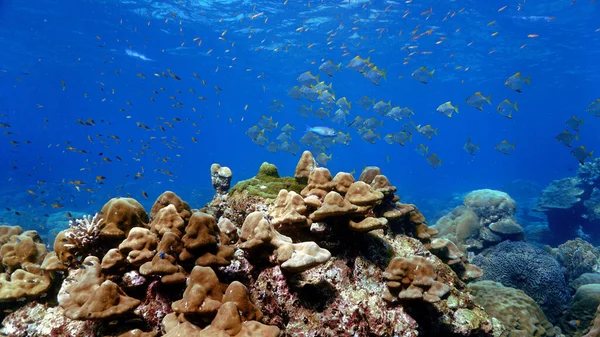 大群鱼在珊瑚礁的水下照片 — 图库照片