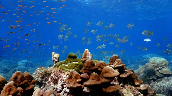 Unterwasserfotos Von Fischschwärmen Einem Korallenriff — Stockfoto