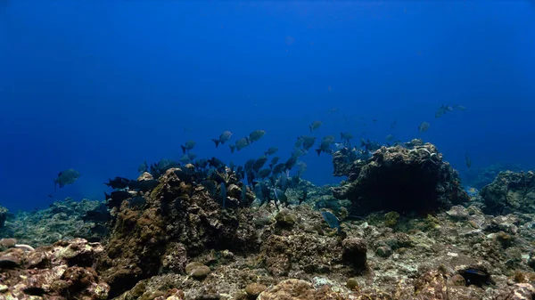 Fotografia Subacquea Scuola Del Pesce Una Barriera Corallina — Foto Stock
