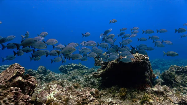サンゴ礁での魚の群れの水中写真 — ストック写真