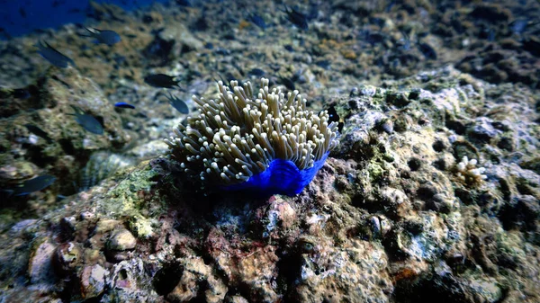 Photo Sous Marine Une Fleur Anémone Sur Récif Corallien — Photo