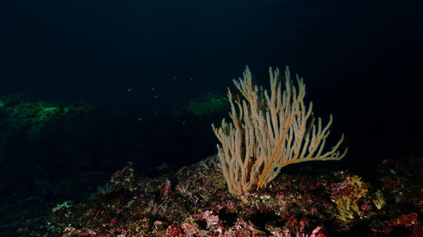 Underwater photo of corals in deep dark sea