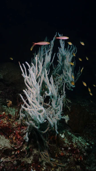 Unterwasser Foto Von Korallen Tiefem Dunklem Meer — Stockfoto