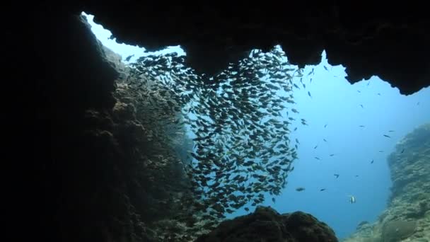 Víz Alatti Videoklip Egy Búvárkodásból Egy Halrajjal Egy Barlangban Egy — Stock videók