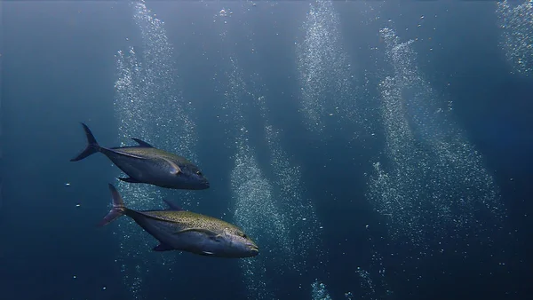 Podwodne Zdjęcia Złotych Ryb Trevally Głębinach Błękitnego Morza — Zdjęcie stockowe