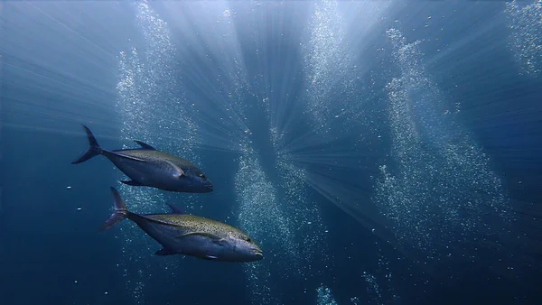 Onderwaterfotografie Van Golden Trevally Vissen Diepblauwe Zee — Stockfoto