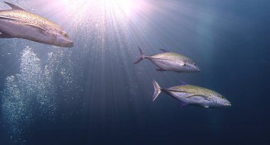 Derin mavi denizde Altın Trevally balığının sualtı fotoğrafçılığı.