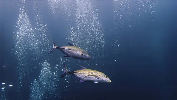 Derin Mavi Denizde Altın Trevally Balığının Sualtı Fotoğrafçılığı — Stok fotoğraf