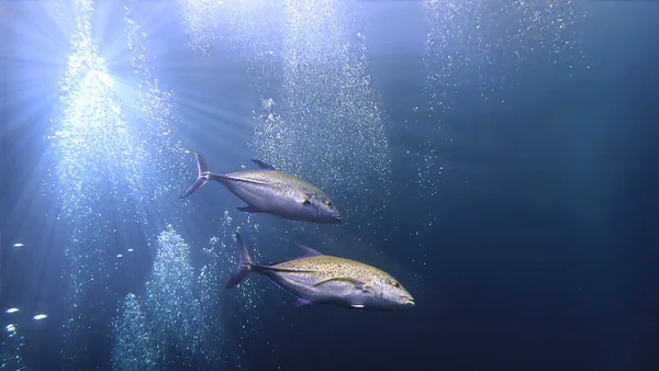 Derin mavi denizde Altın Trevally balığının sualtı fotoğrafçılığı.