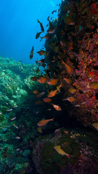 Підводне Фото Мушлі Солдатської Риби Барвистих Коралів — стокове фото